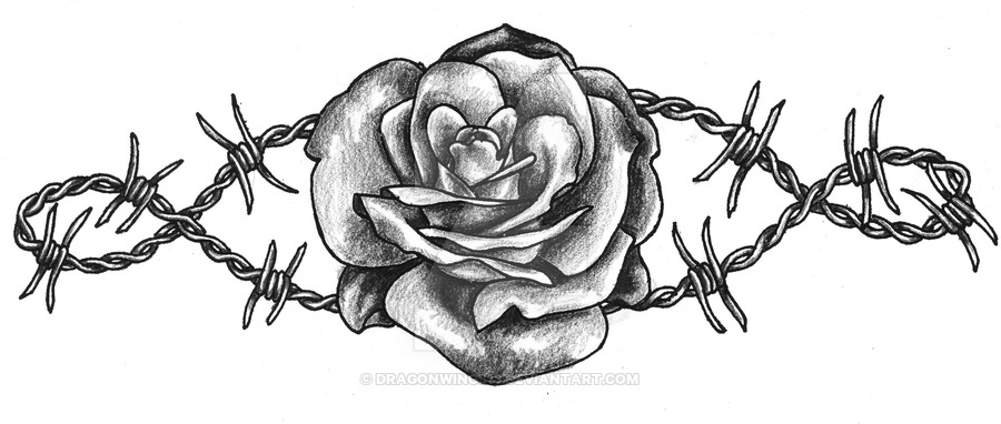 900x382 Barbed Wire Rose By Dragonwings13 - Barbed Wire Sketch