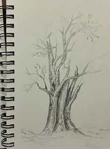 222x300 Bare Tree Drawings - Bare Tree Sketch
