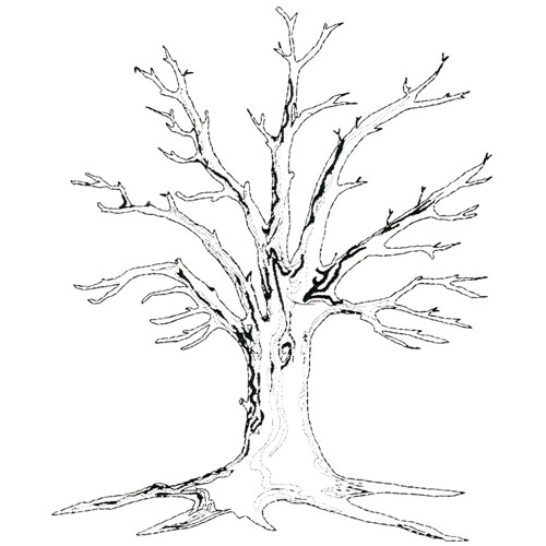 500x500 Bare Tree Embroidery Designs, Machine Embroidery Designs - Bare Tree Sketch