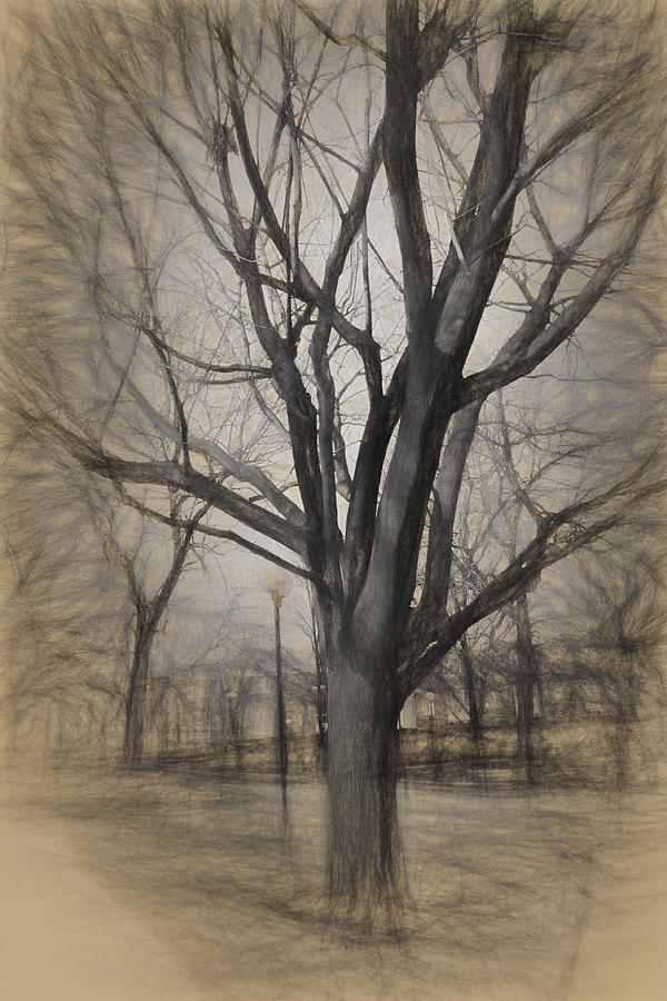 600x900 Bare Tree Sketch Digital Art By Renette Coachman - Bare Tree Sketch