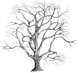 322x291 Botanical Drawings For Sale - Bare Tree Sketch