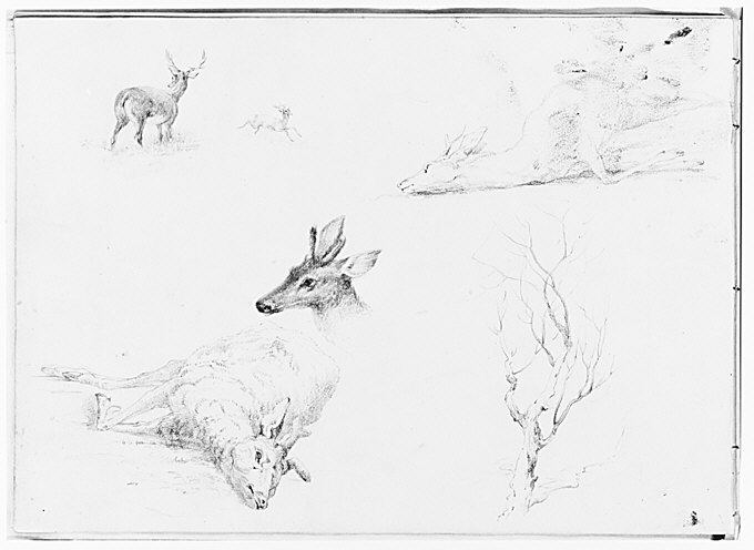 680x496 Filefive Deer Sketches Sketch Of A Bare Tree (From Sketchbook - Bare Tree Sketch