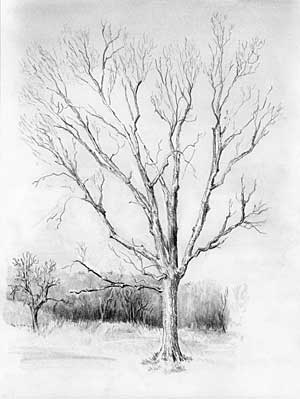 300x399 How To Draw Trees (Part 1) By Diane Wright - Bare Tree Sketch