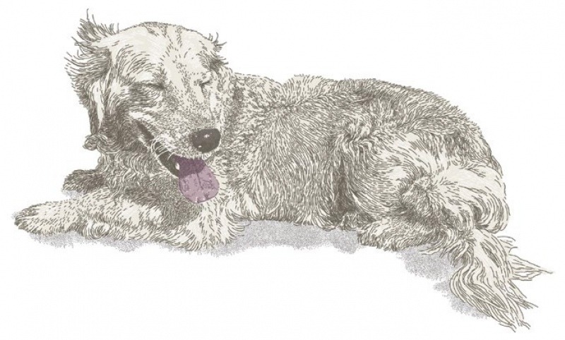 800x482 Teaching A Dog To Whisper The Bark - Barking Dog Sketch