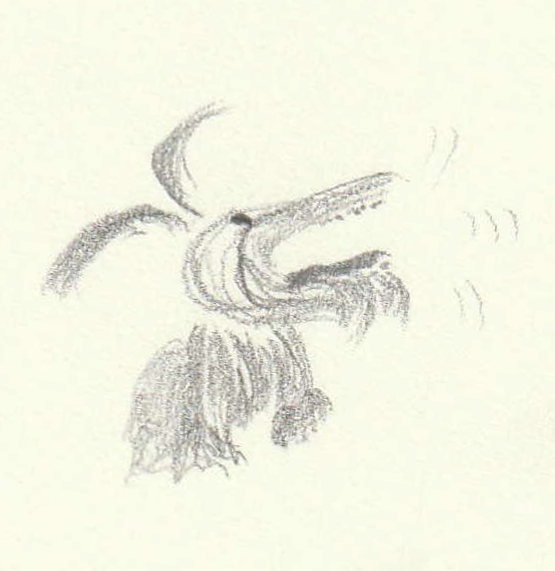 1094x1126 Pies (Barking Dog) Na - Barking Dog Sketch