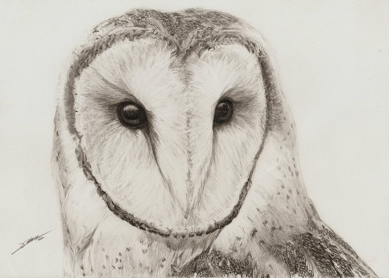 800x573 Barn Owl By Ambr0 - Barn Owl Sketch