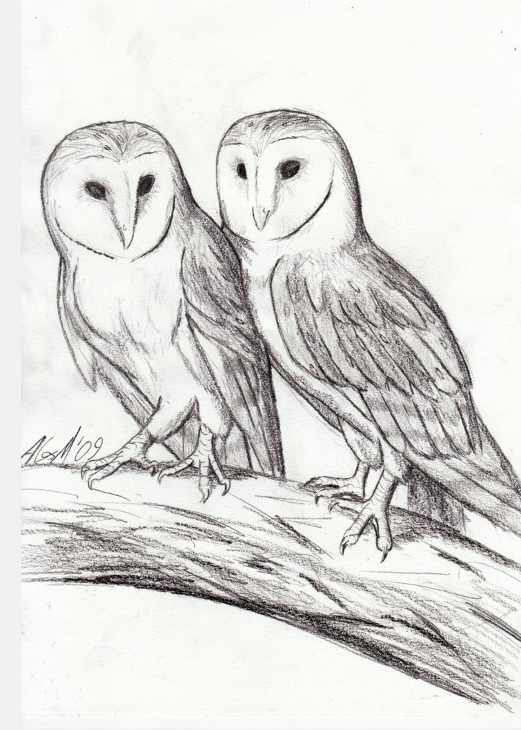 755x1058 Barn Owl Sketch By Mostly Harmful - Barn Owl Sketch