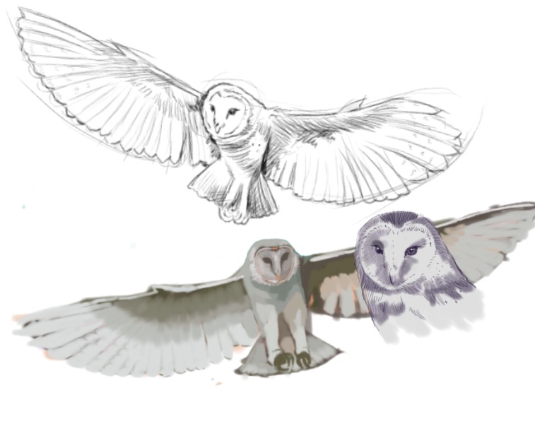 757x600 Barn Owl Sketches By Grafight - Barn Owl Sketch
