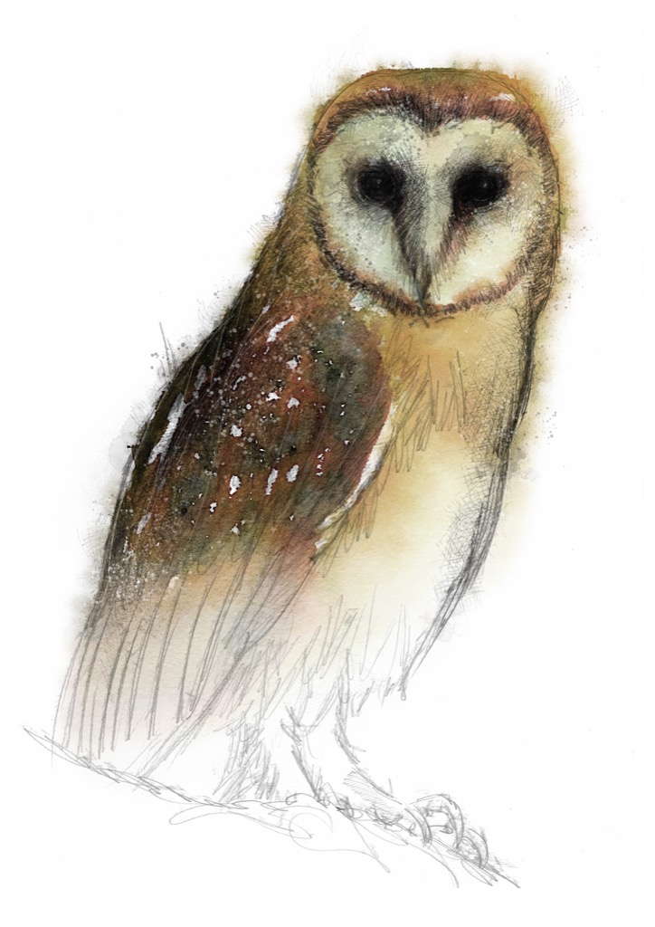 Barn Owl Sketch at PaintingValley.com | Explore collection of Barn Owl ...