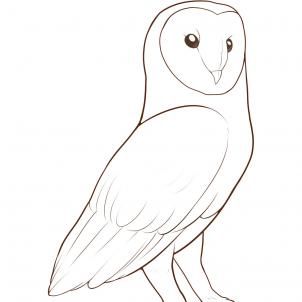 302x302 How To Draw A Barn Owl, Step By Step, Birds, Animals, Free Online - Barn Owl Sketch