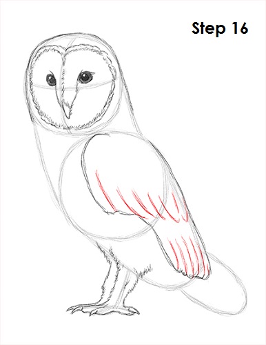 386x500 How To Draw A Barn Owl - Barn Owl Sketch