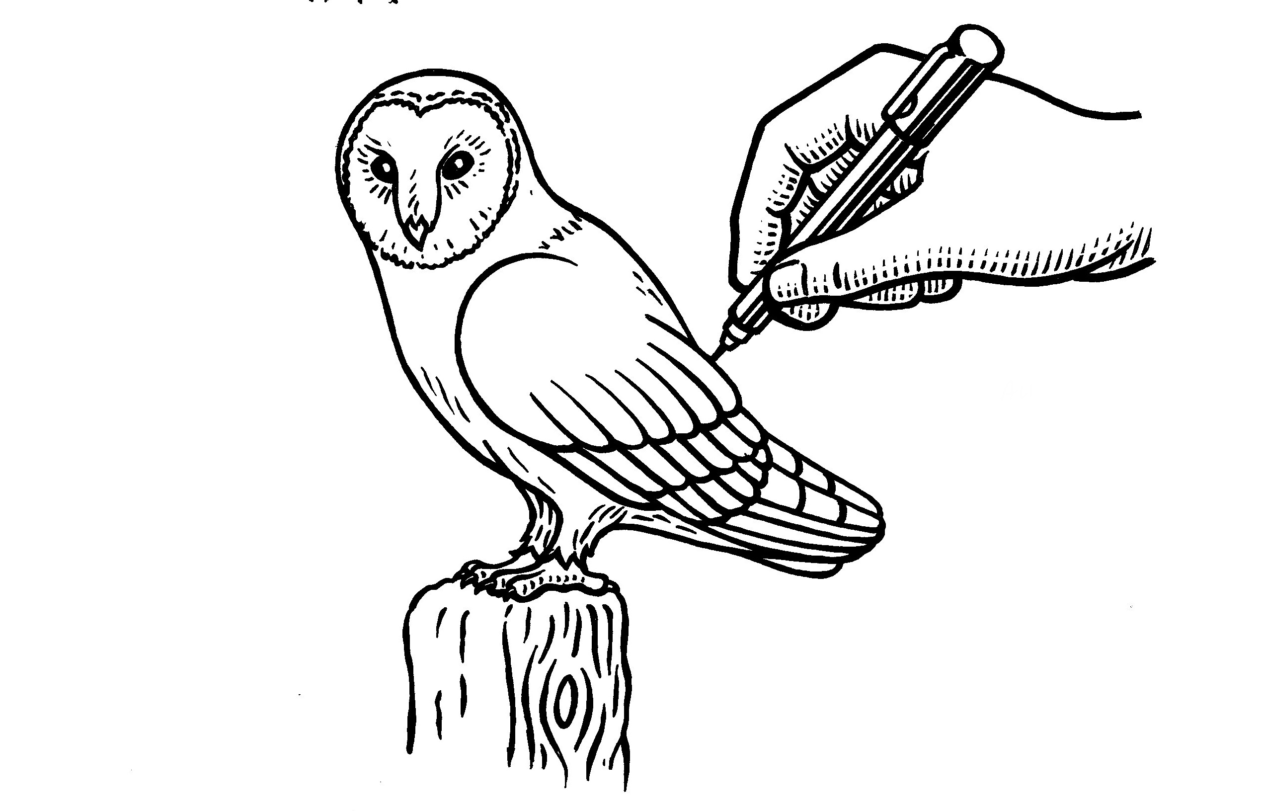 2540x1632 How To Draw A Barn Owl - Barn Owl Sketch