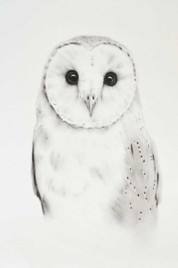 570x855 Original Barn Owl Charcoal Drawing - Barn Owl Sketch