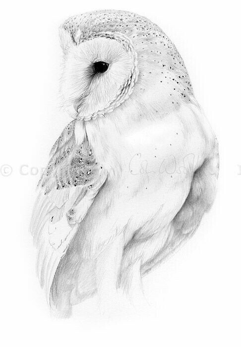 486x700 Pin By Susan Carrell On Owl Sketches Drawings - Barn Owl Sketch