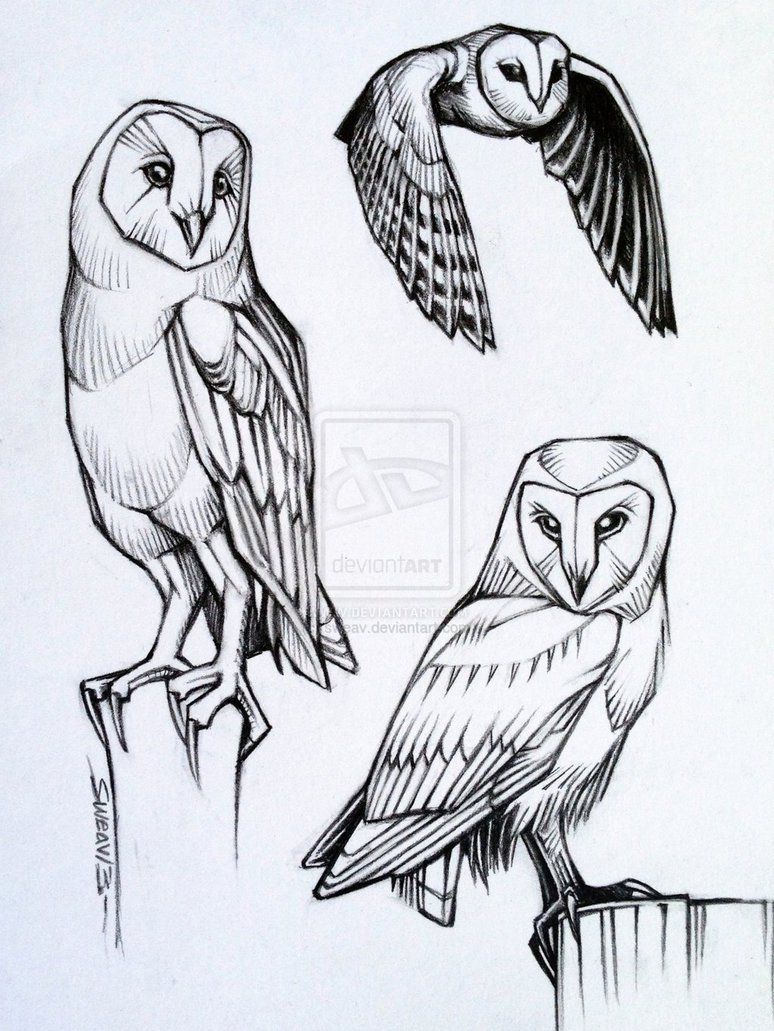 Barn Owl Sketch At Paintingvalley Com Explore Collection Of Barn