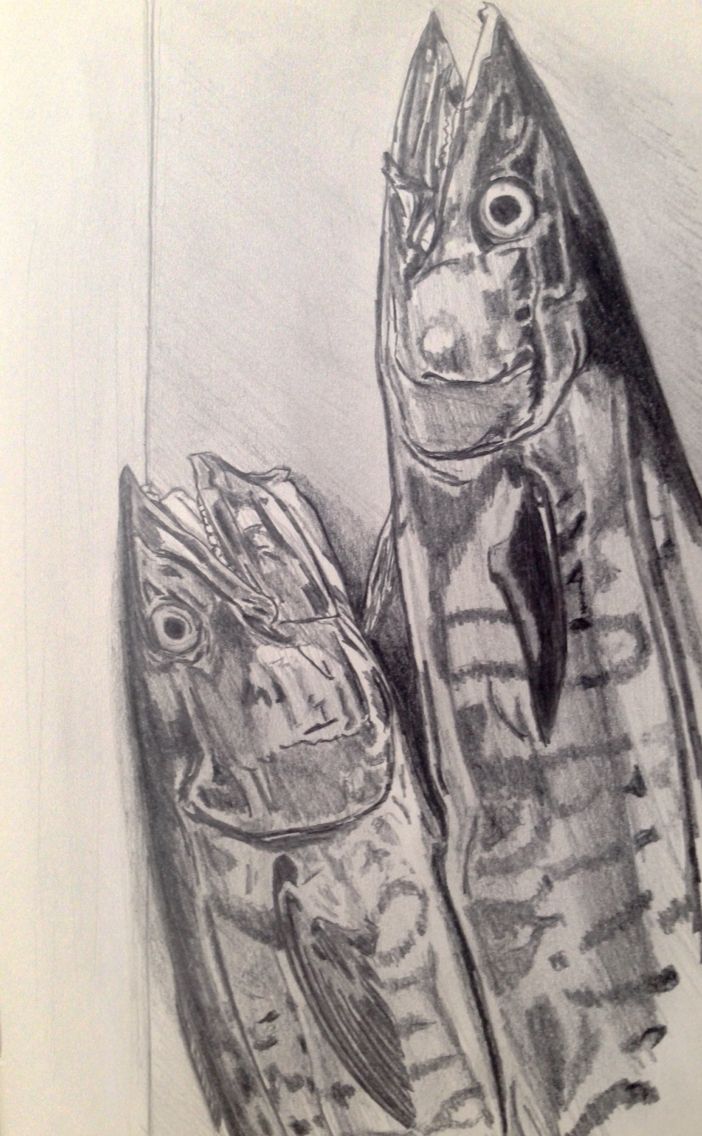 702x1136 Barracuda Sketch Drawing My Drawings Sketch Drawing - Barracuda Sketch