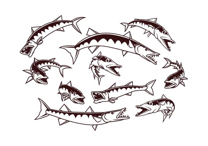700x490 Free Barracuda Vector - Barracuda Sketch