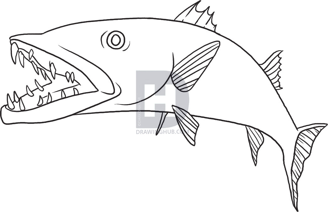 1045x676 How To Draw A Barracuda, Step By Step, Drawing Guide, By - Barracuda Sketch