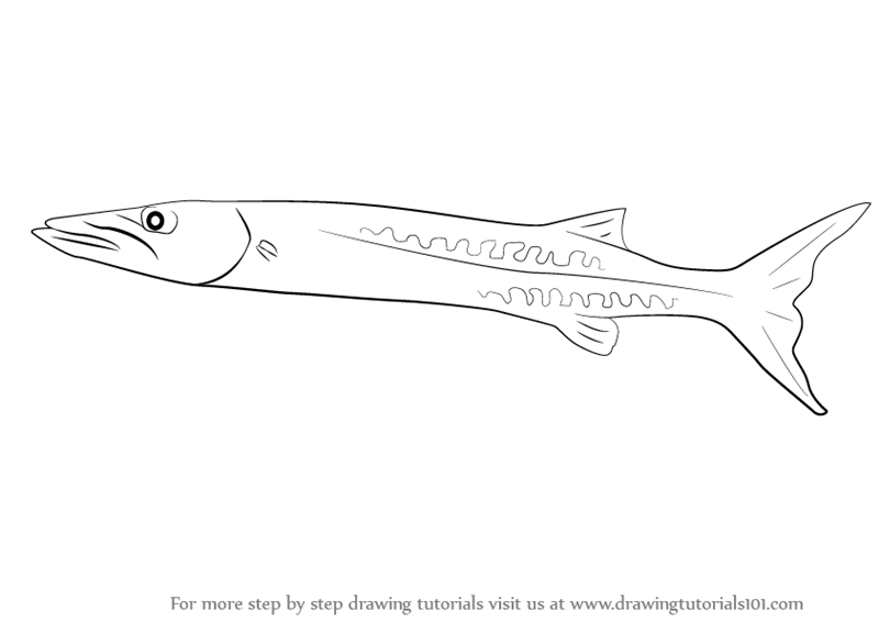 800x566 Learn How To Draw A Barracuda (Fishes) Step By Step Drawing - Barracuda Sketch