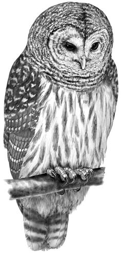 Barred Owl Sketch