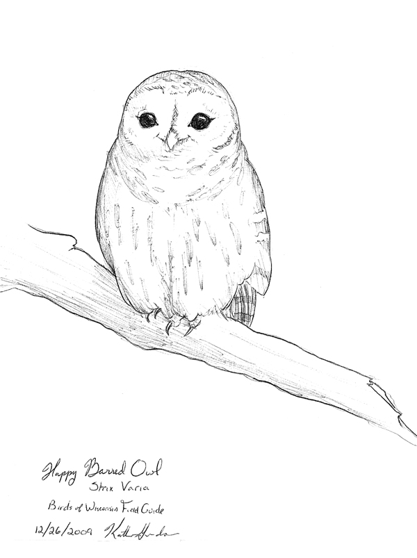 600x803 Barred Owl Art Drawing Drawing Skill - Barred Owl Sketch