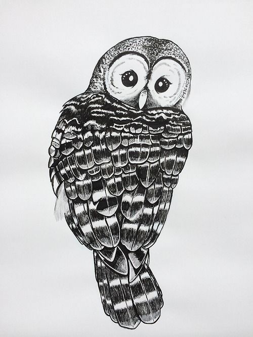 500x667 Barred Owl Drawing - Barred Owl Sketch