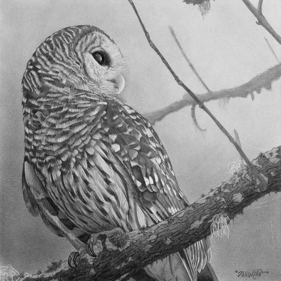 900x900 Barred Owl Drawing - Barred Owl Sketch