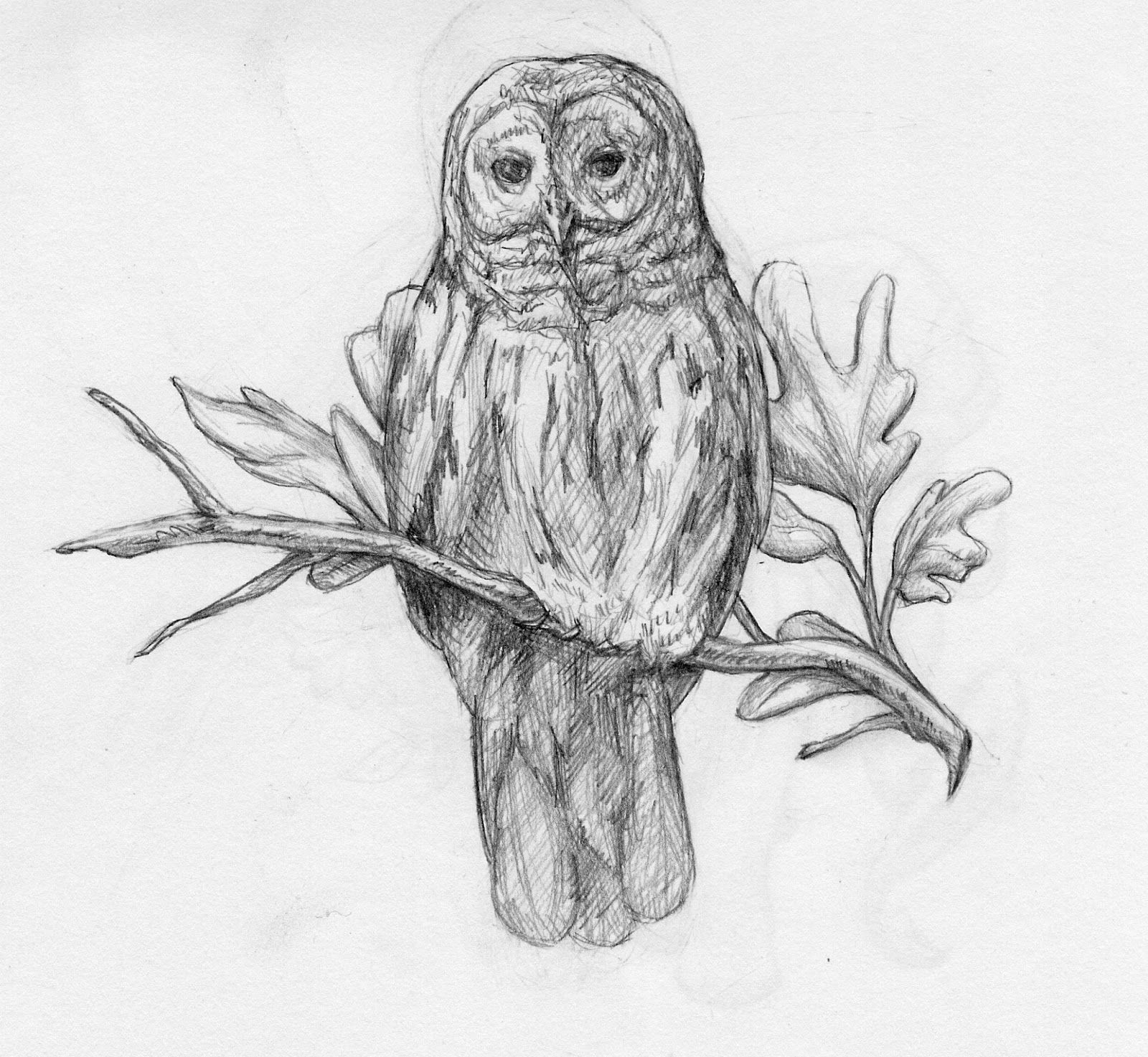 1600x1473 Barred Owl Drawing Barred Owl On A Branch Art - Barred Owl Sketch