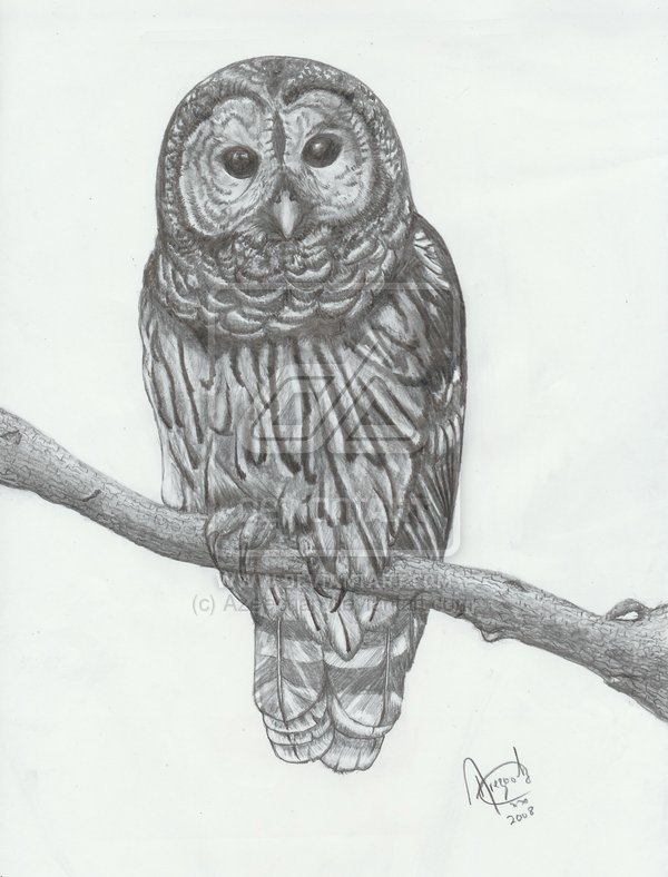 Barred Owl Sketch at PaintingValley.com | Explore collection of Barred ...