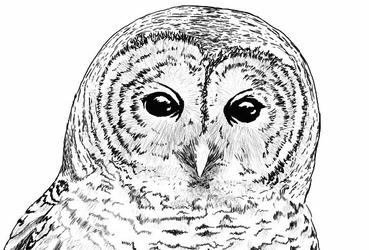 730x496 Barred Owl Illustration A. T. Baron - Barred Owl Sketch