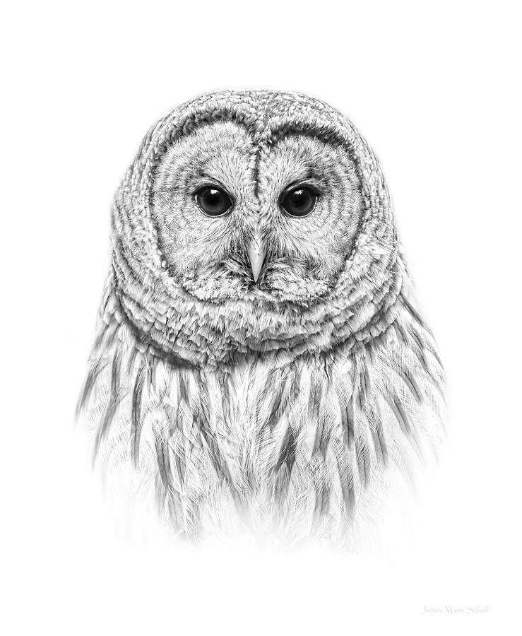 739x900 Barred Owl Portrait Black And White Photograph By Jennie Marie Schell - Barred Owl Sketch