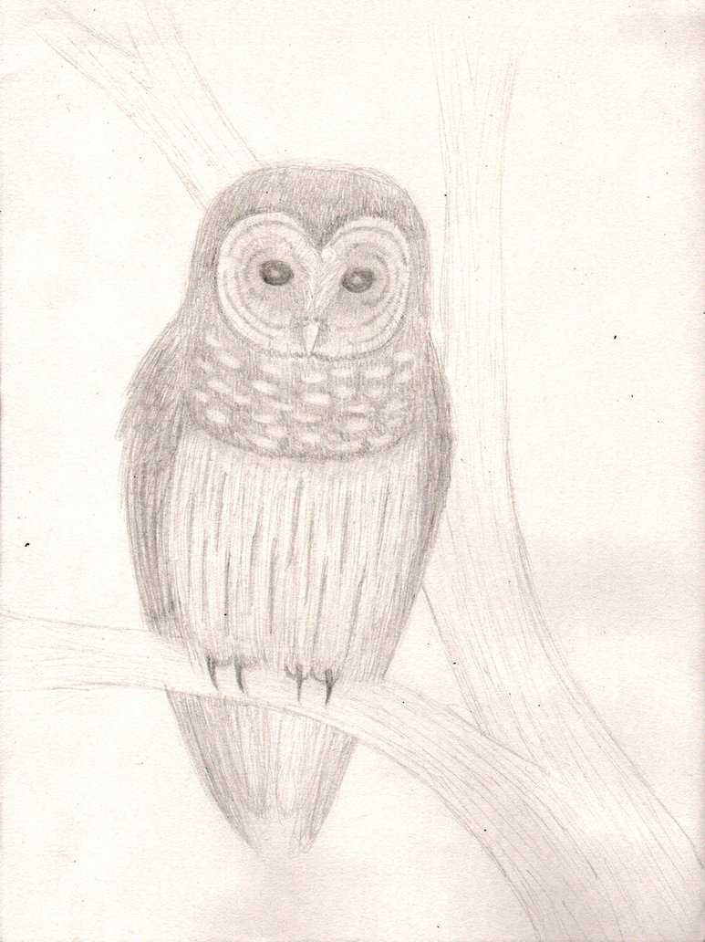 773x1032 Barred Owl Sketch By Kivia - Barred Owl Sketch