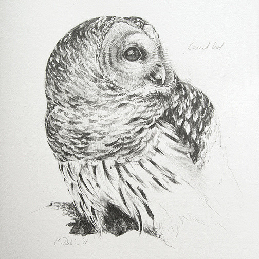 Barred Owl Sketch at PaintingValley.com | Explore collection of Barred ...