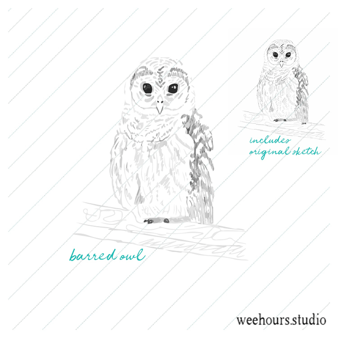 690x690 Barred Owl Sketch, Vector For Digital By Wee Hours Studio On Zibbet - Barred Owl Sketch