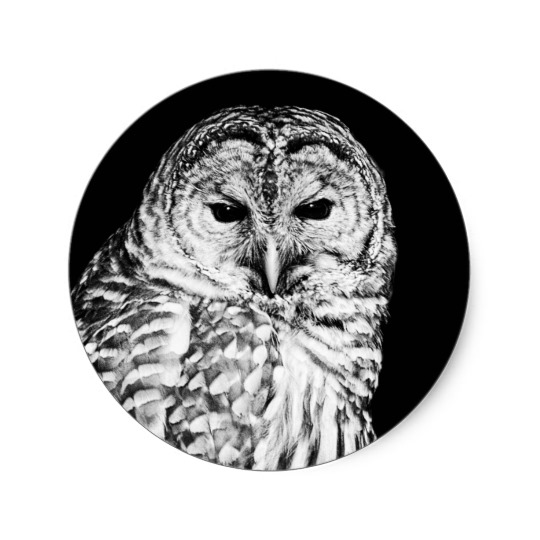 540x540 Black And White Barred Owl Portrait Classic Round Sticker - Barred Owl Sketch