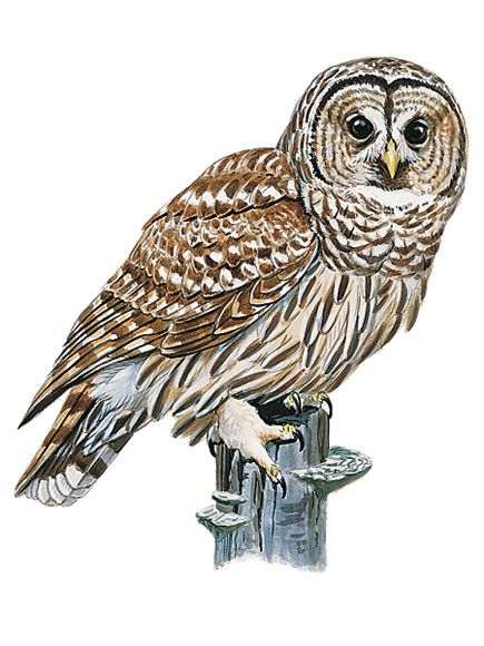 435x580 Collection Of Free Barred Clipart Barred Owl. Download On Ubisafe - Barred Owl Sketch