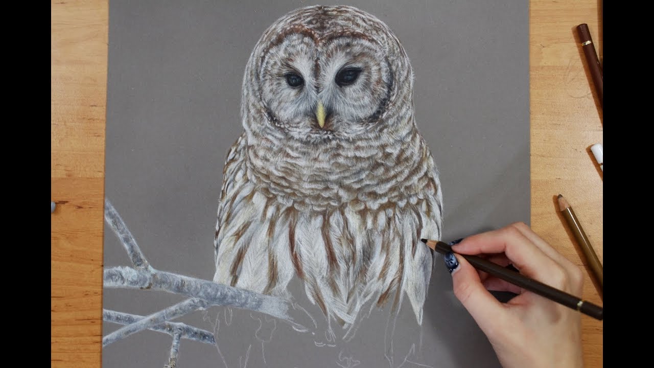 1280x720 Colored Pencil Drawing Barred Owl - Barred Owl Sketch