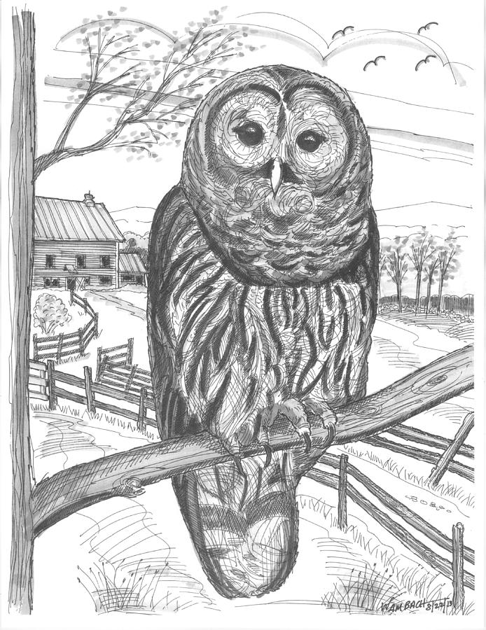 694x900 Vermont Barred Owl Drawing By Richard Wambach - Barred Owl Sketch