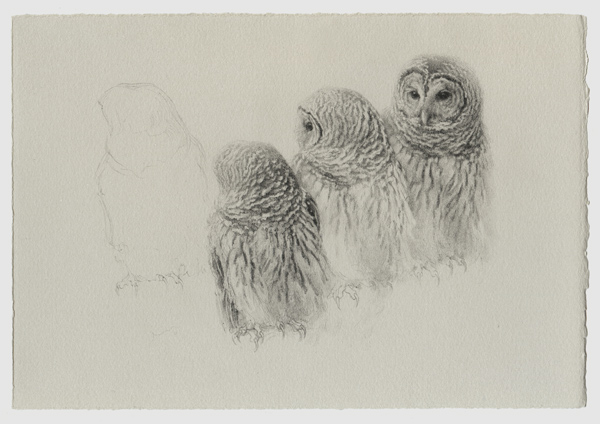 600x424 Birdspot Bedrock, And A Barred Owl - Barred Owl Sketch