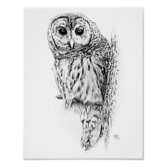 540x540 Barred Owl (Strix Varia), Daniel D. Brown, 2013 Poster - Barred Owl Sketch