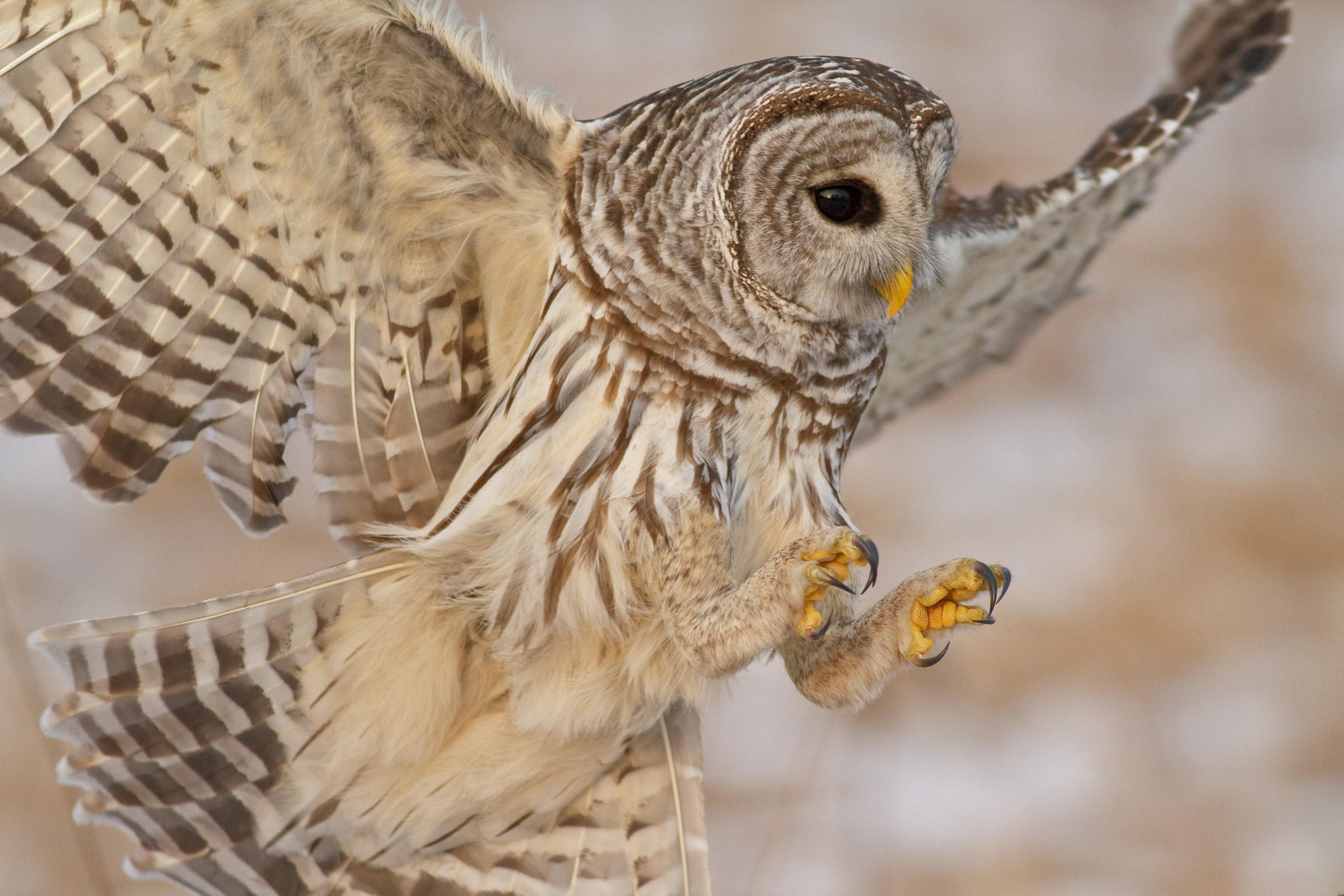 2400x1600 Barred Owl Audubon Field Guide - Barred Owl Sketch