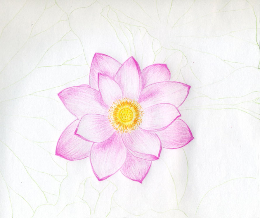 890x745 Lotus Flower Drawings Made Easy - Basic Flower Sketch