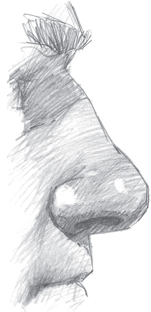 300x617 Drawing The Nose - Basic Human Sketch