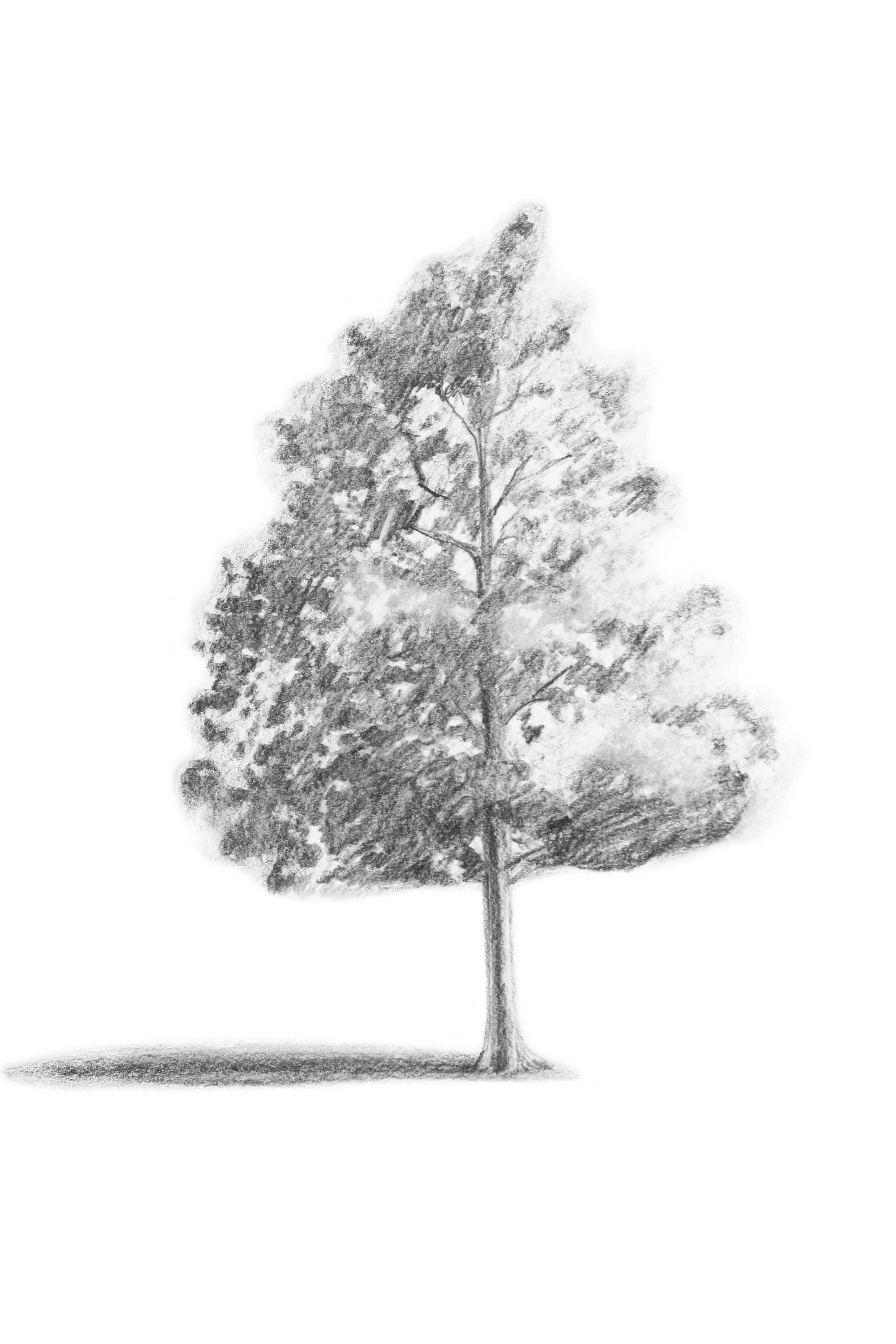 2000x3000 Branching Out Learn How To Draw A Realistic Tree - Basic Tree Sketch