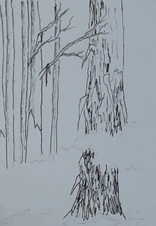 500x721 How To Paint Bluegum Trees In Forest In Watercolor Online Art - Basic Tree Sketch