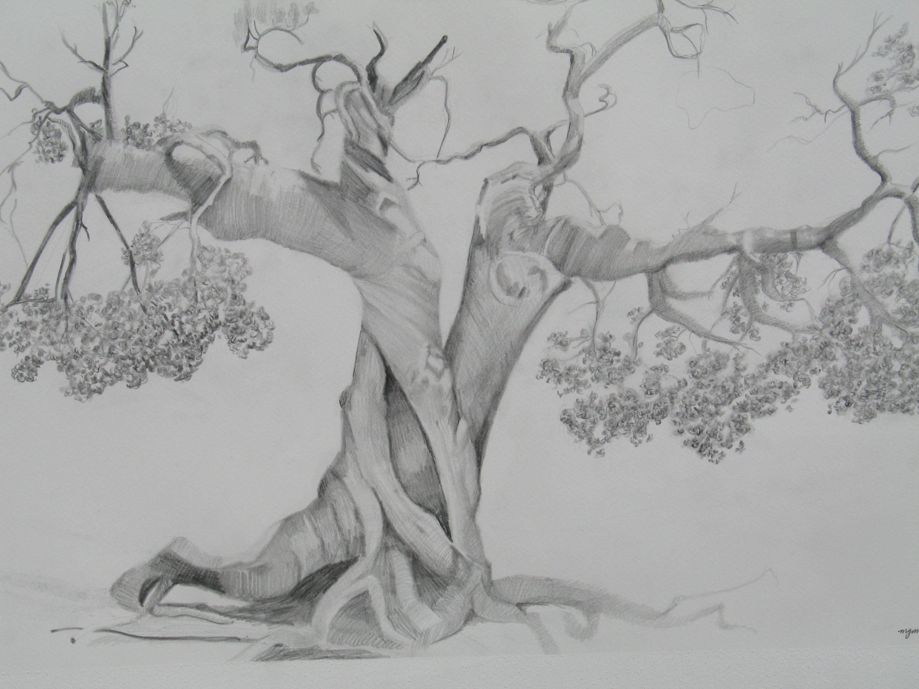 3072x2304 Nice Tree Pencil Drawing Basic Sketch And Shade A Tree With Pencil - Basic Tree Sketch