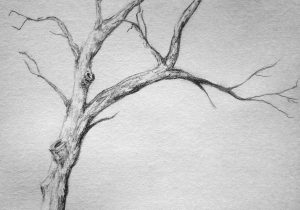 300x210 Pencil Tree Sketches Basic Sketch And Shade A Tree With Pencil - Basic Tree Sketch