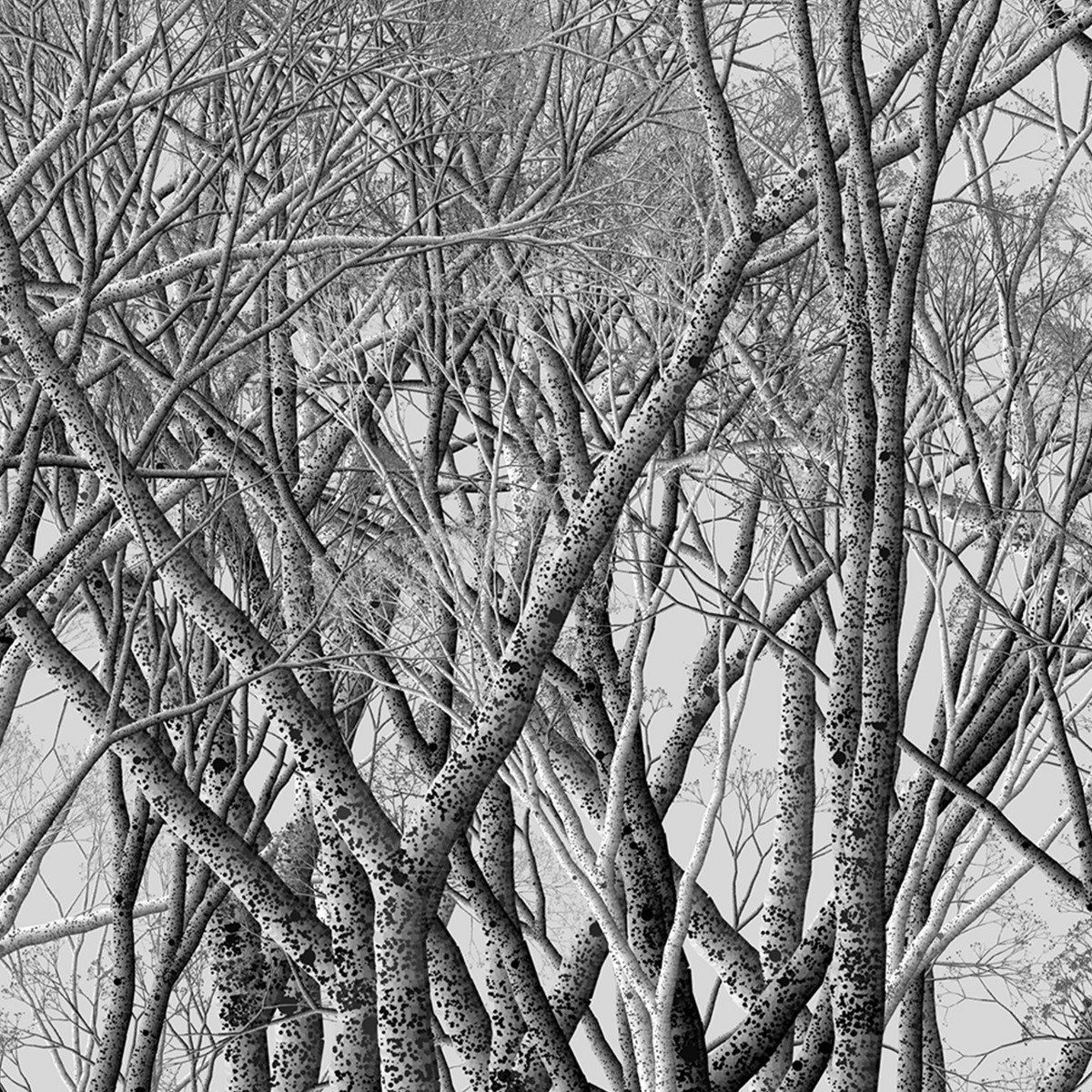 1200x1200 Pencil Sketch Like Computation Art Kung Ta Tseng Medium - Basic Tree Sketch