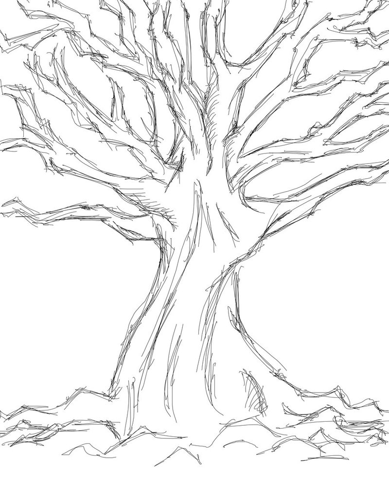 800x1000 Tree Sketch 2 By Quentinlars - Basic Tree Sketch