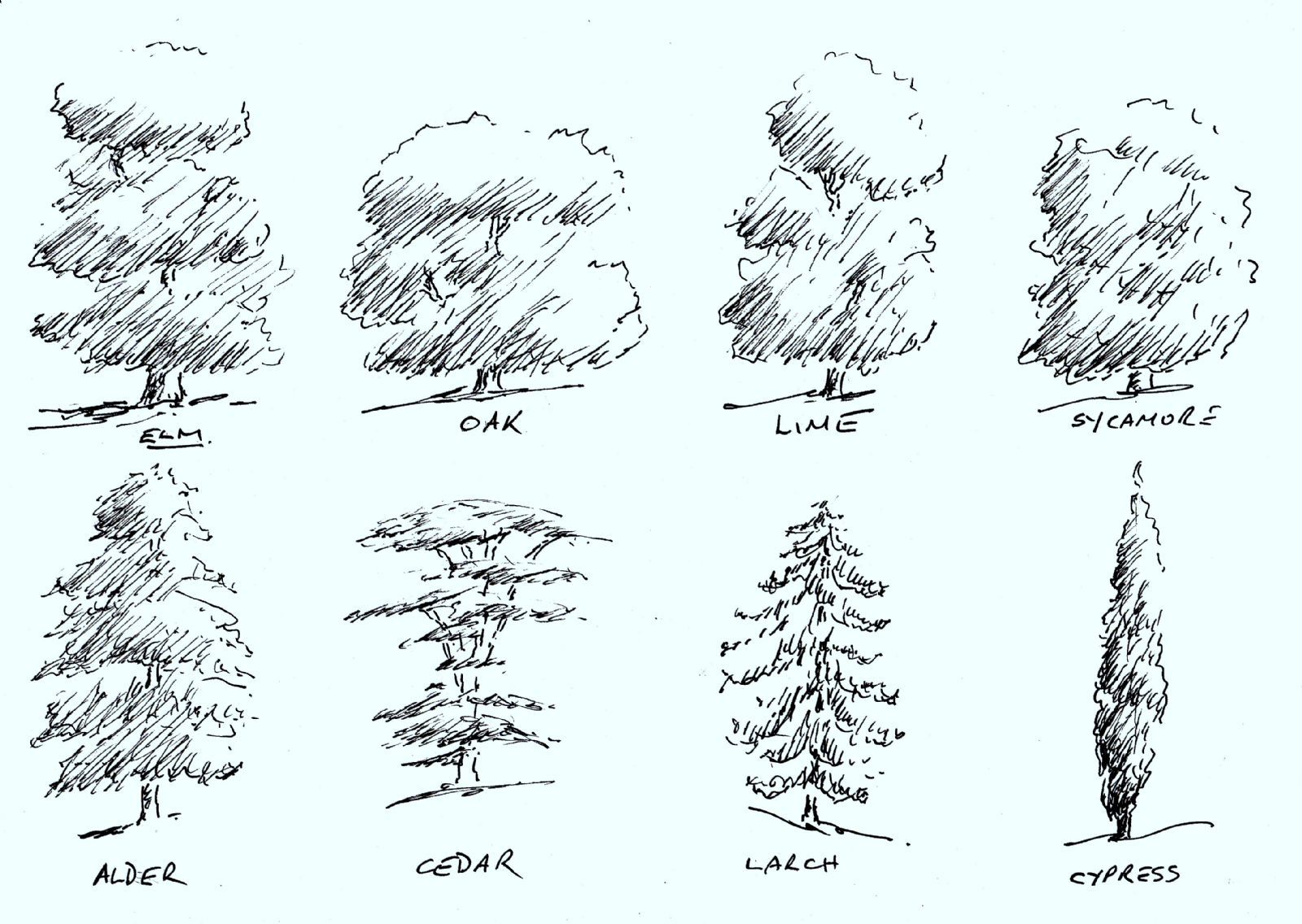 Basic Tree Sketch at PaintingValley.com | Explore collection of Basic ...